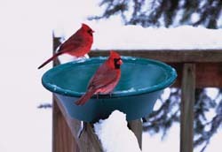 Robins in Bird Bath