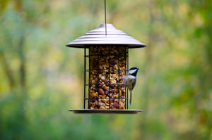 Tidy Seed Cylinder Feeder