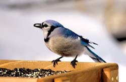 Blue Jay - All Seasons Wild Bird Store